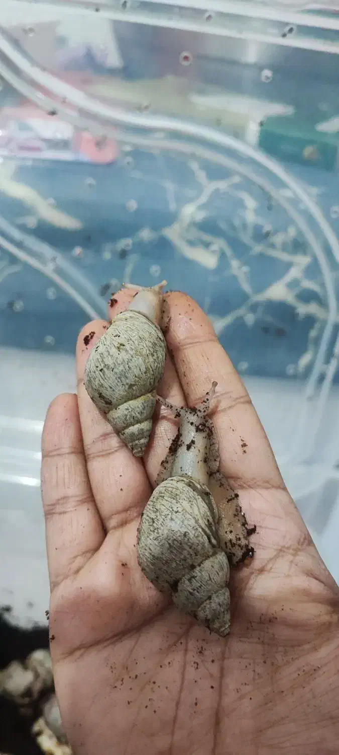 حلزون|خزنده|اهواز, بهارستان|دیوار