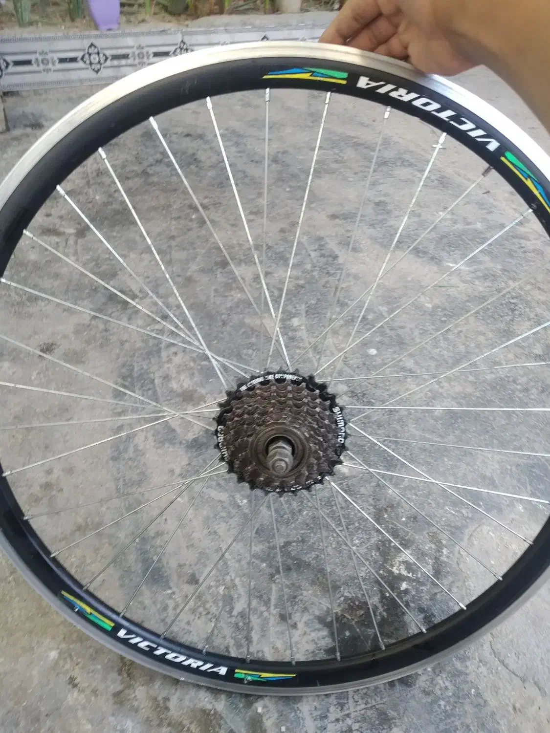 تنه دوچرخه جاپونی ورینگ|دوچرخه، اسکیت، اسکوتر|چمران, |دیوار