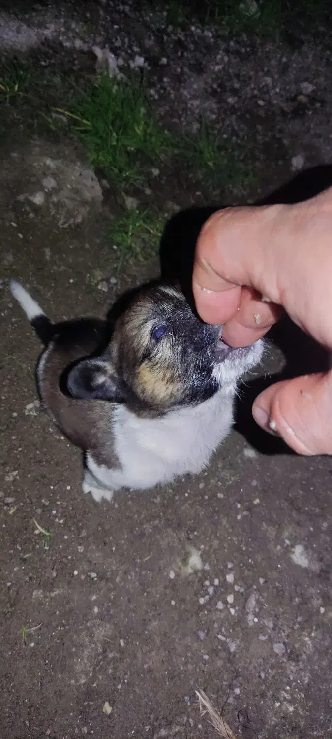 واگذارتوله دورگ سرابی|سگ|آستارا, |دیوار