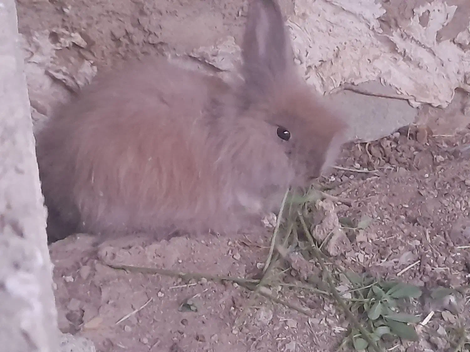 خرگوش پشمالو دونه|موش و خرگوش|سراوان, |دیوار