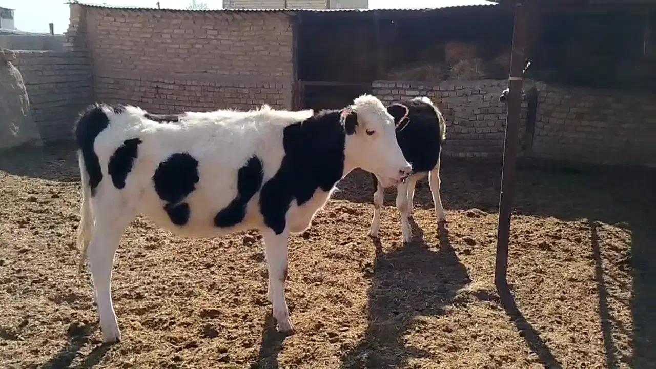 گوساله ماده|حیوانات مزرعه|قزوین, |دیوار