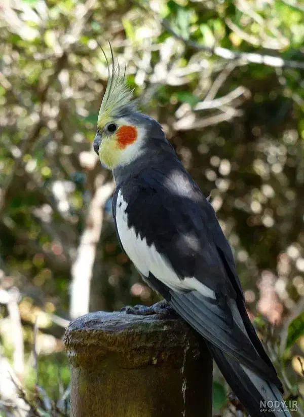 گم شده عروس هلندی در مبارک آباد، میدان امام شافعی|حیوانات|سنندج, |دیوار