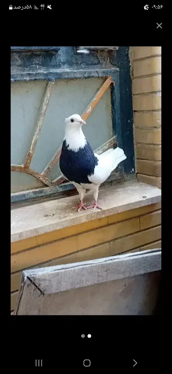 طوقی|پرنده|یاسوج, |دیوار