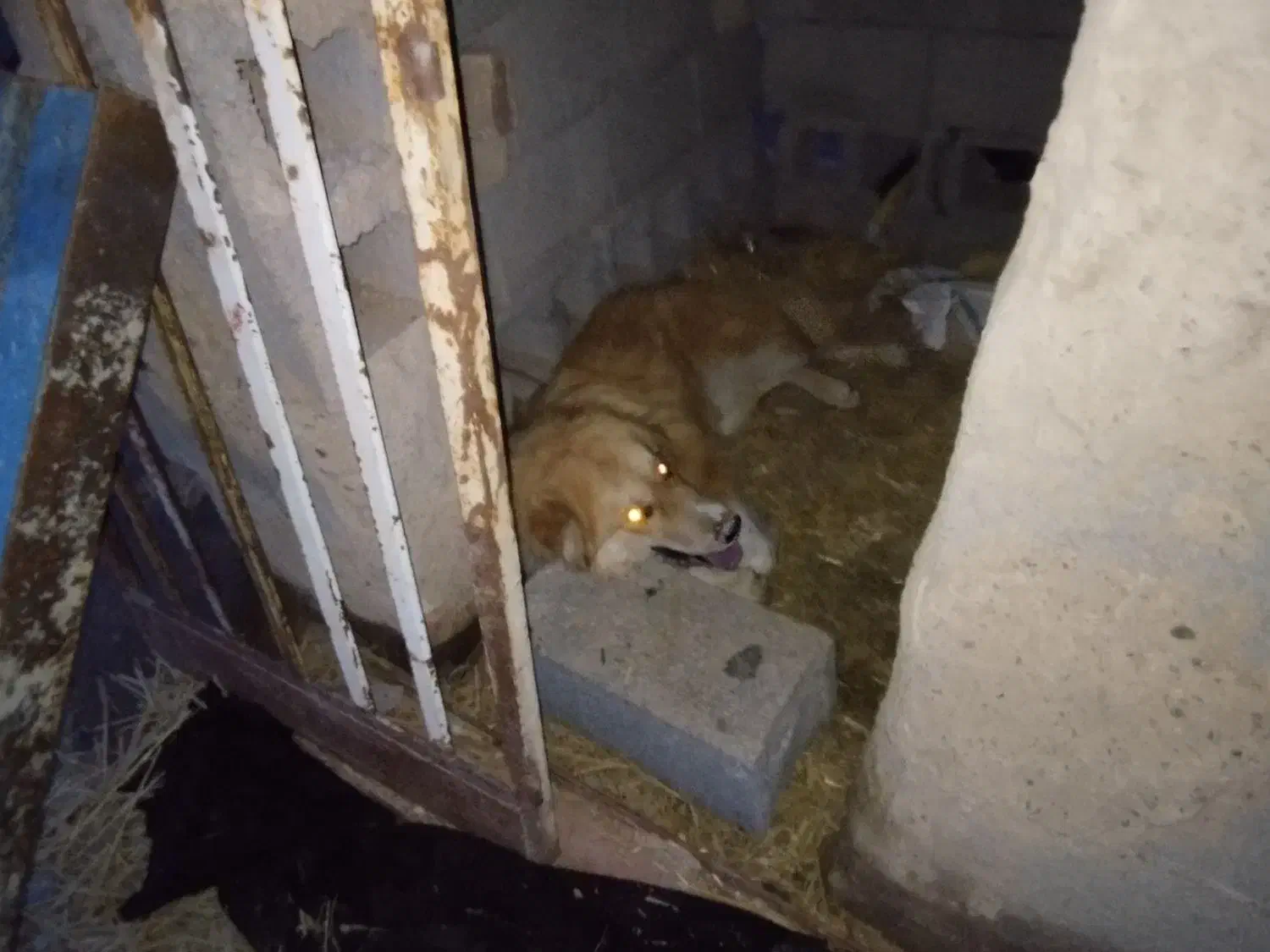 سگ نر|سگ|بردسکن, |دیوار