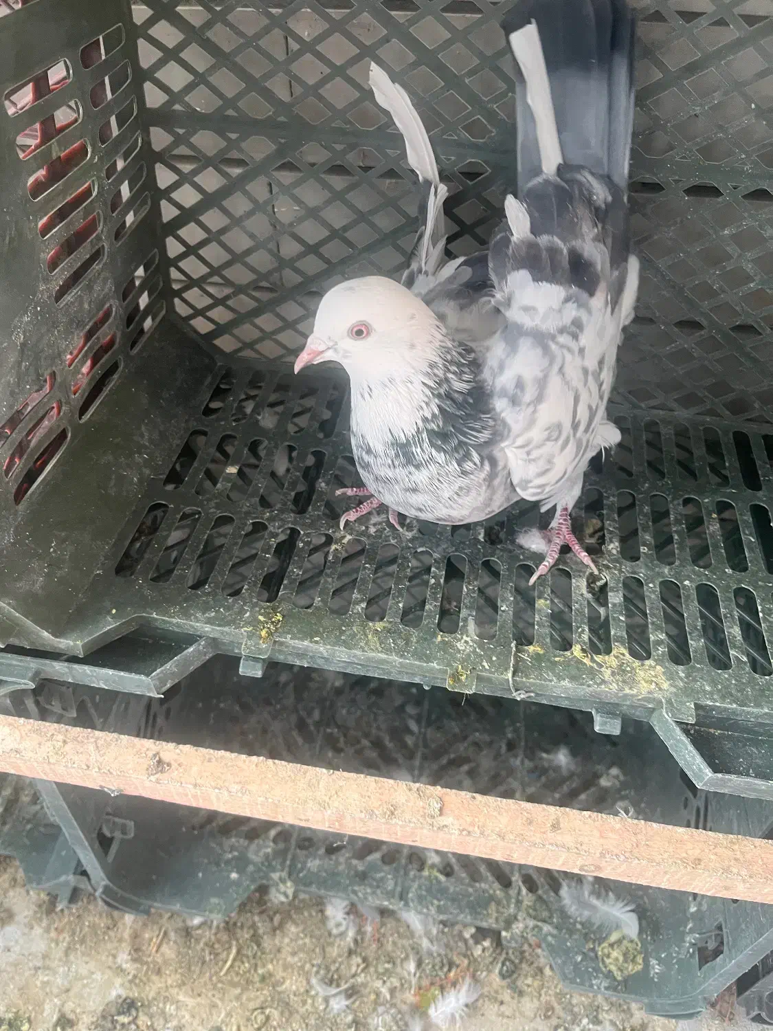 کبوتر پرشی|پرنده|کاشان, صنعت|دیوار