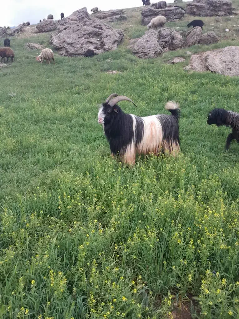 مال درجه یک قیمت تماس بیگرد|حیوانات مزرعه|شهرکرد, |دیوار