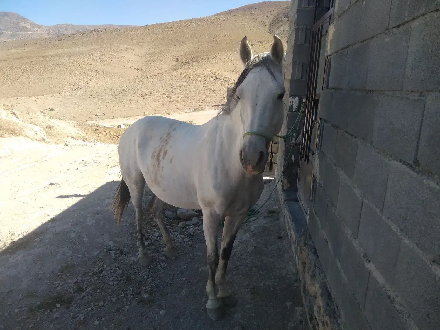 مادیان|اسب و تجهیزات اسب‌سواری|بجنورد, |دیوار