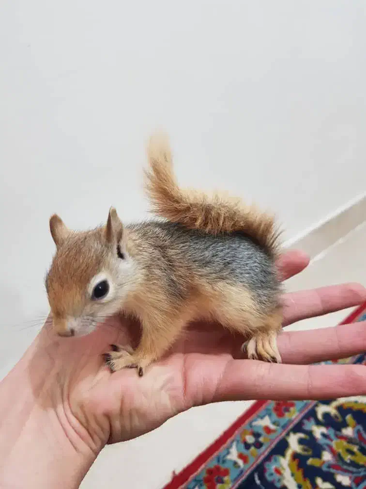 حیوان در تصویر گم شده است|حیوانات|سمنان, |دیوار