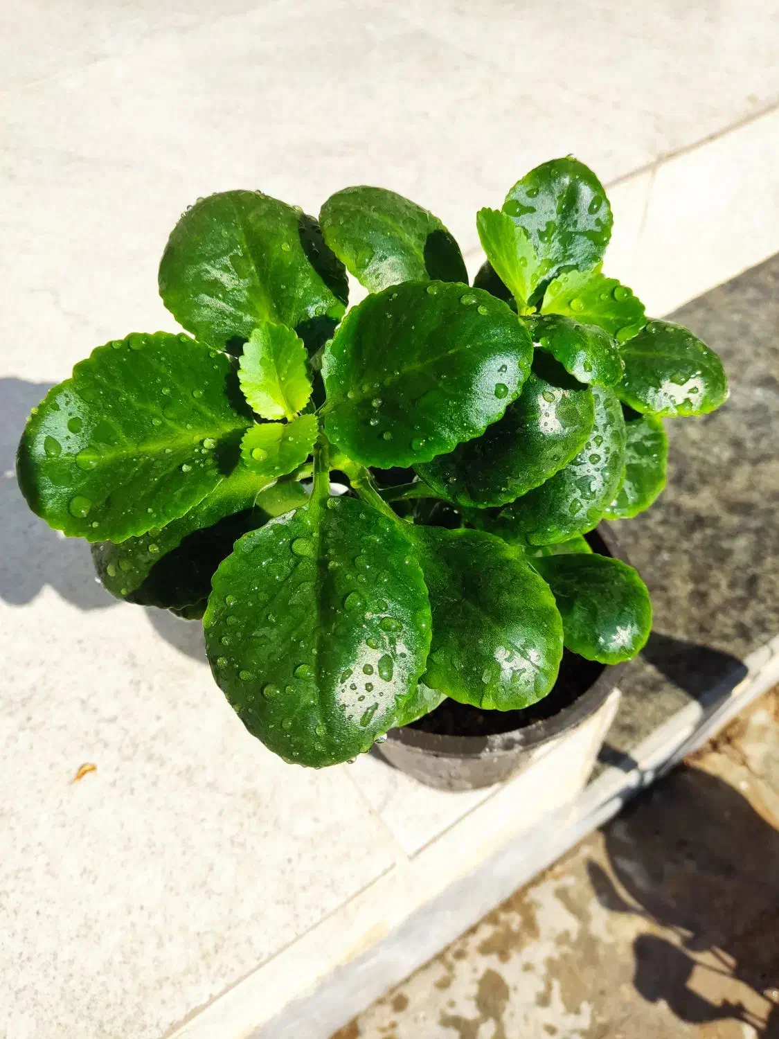 گل زیبا و شاداب خانگی|گل و گیاه طبیعی|خرمآباد, |دیوار