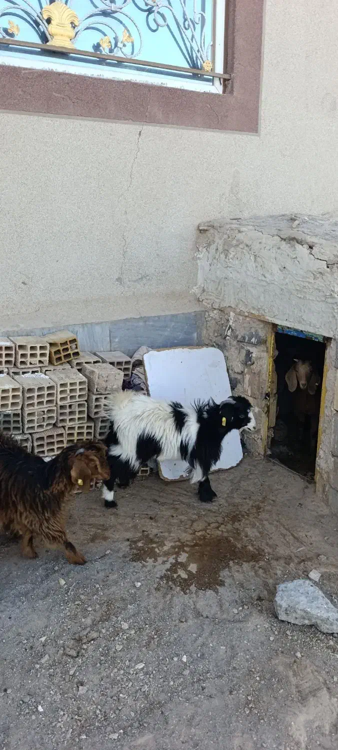 بزغاله|حیوانات مزرعه|سربیشه, |دیوار