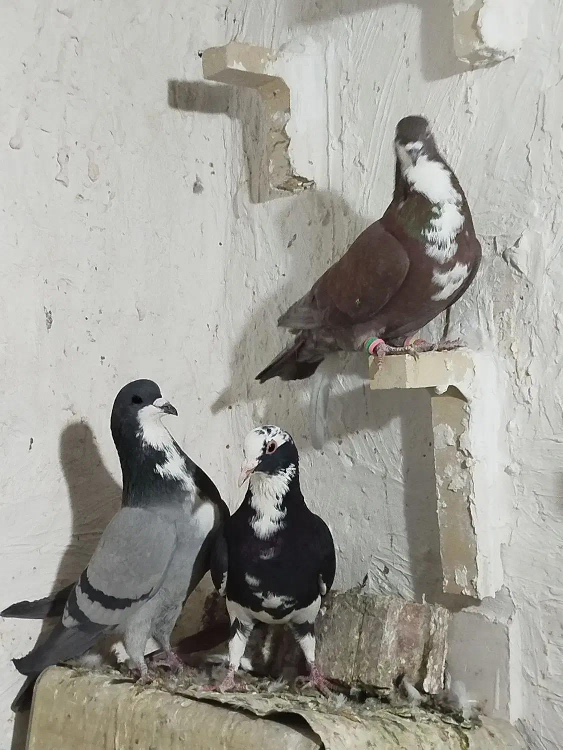 رسمی. شازده و..|پرنده|کرمان, |دیوار