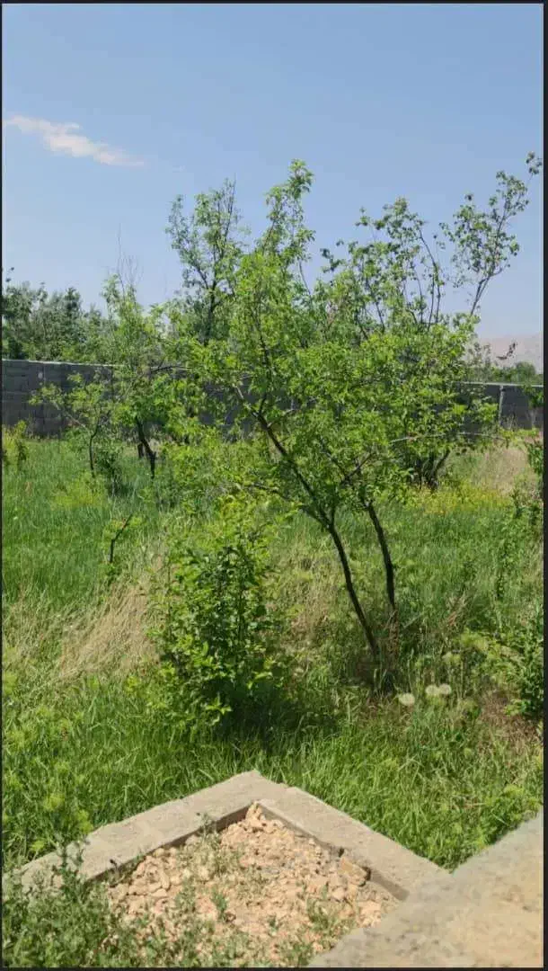 باغ با سند تک برگ داخل شهر بسطام امامزاده سی سر|فروش زمین و ملک کلنگی|بسطام, |دیوار