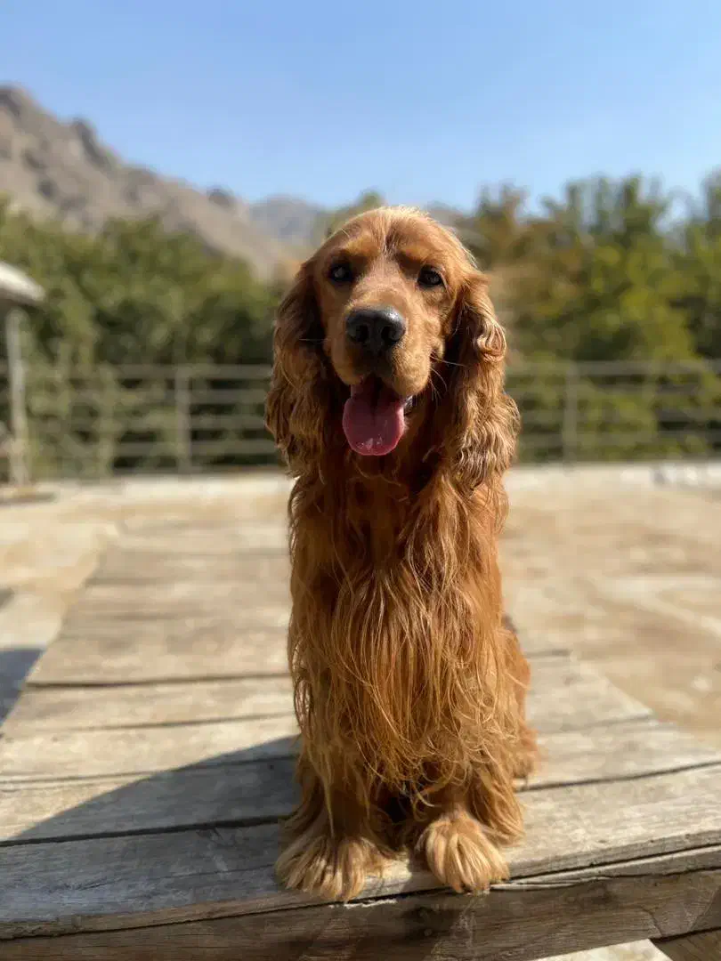 کوکر اسپانیل وارداتی|سگ|مشهد, سجاد شهر|دیوار