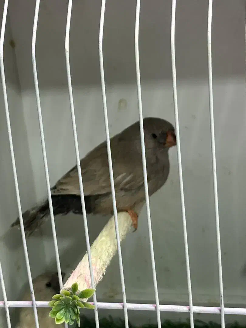 جوجه فنچهای خاص|پرنده|تهران, امامت|دیوار