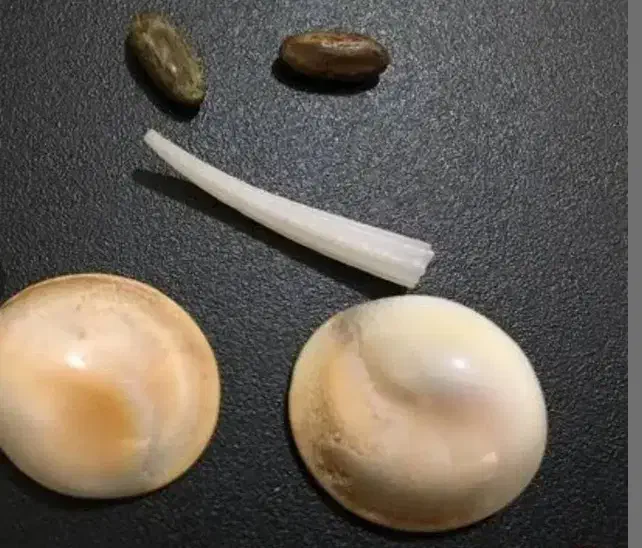 مهره|کلکسیون اشیاء عتیقه|آباده, |دیوار