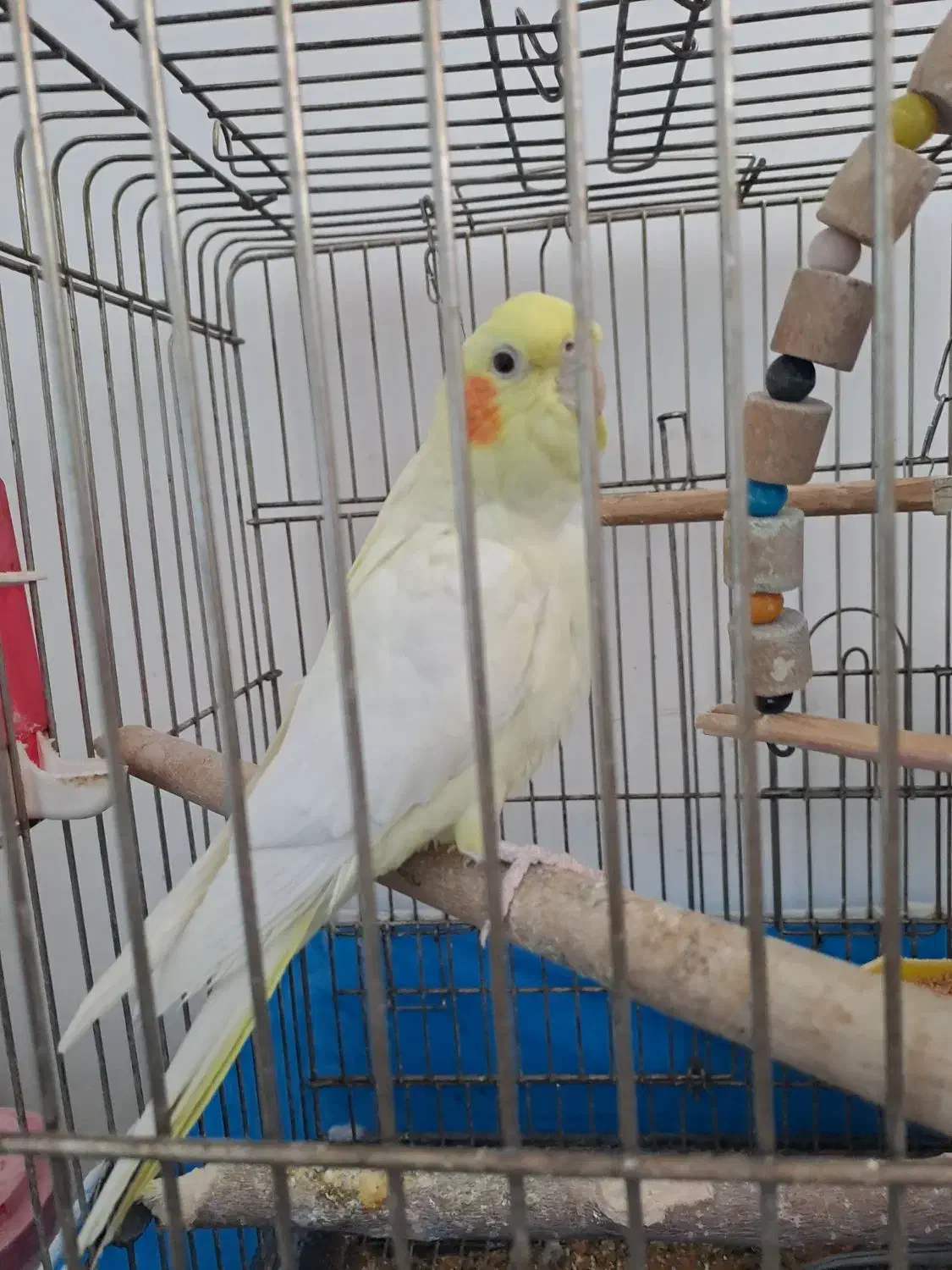 عروس هلندی|پرنده|باسمنج, |دیوار