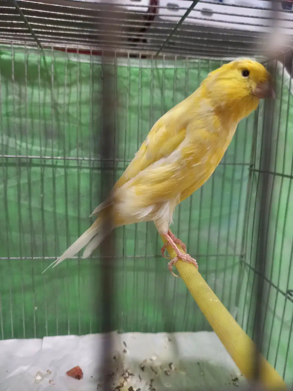 قناری سوپر نر بلند کشیده درشت|پرنده|خرمدره, |دیوار