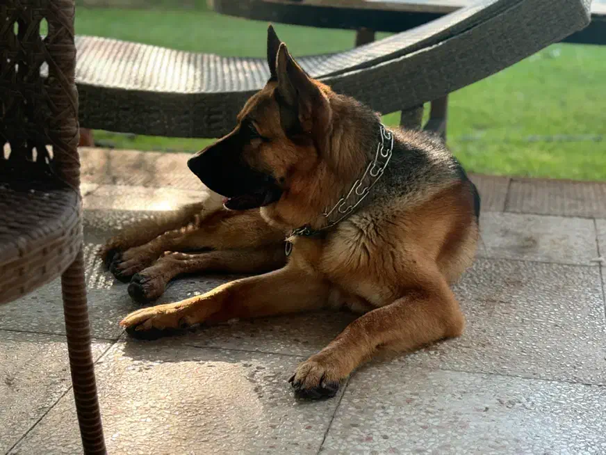 گمشده|حیوانات|ارومیه, |دیوار