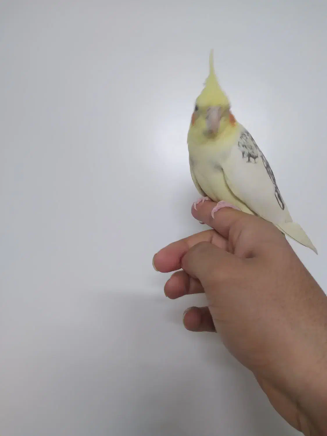 عروس هلندی|پرنده|ری, علایین|دیوار