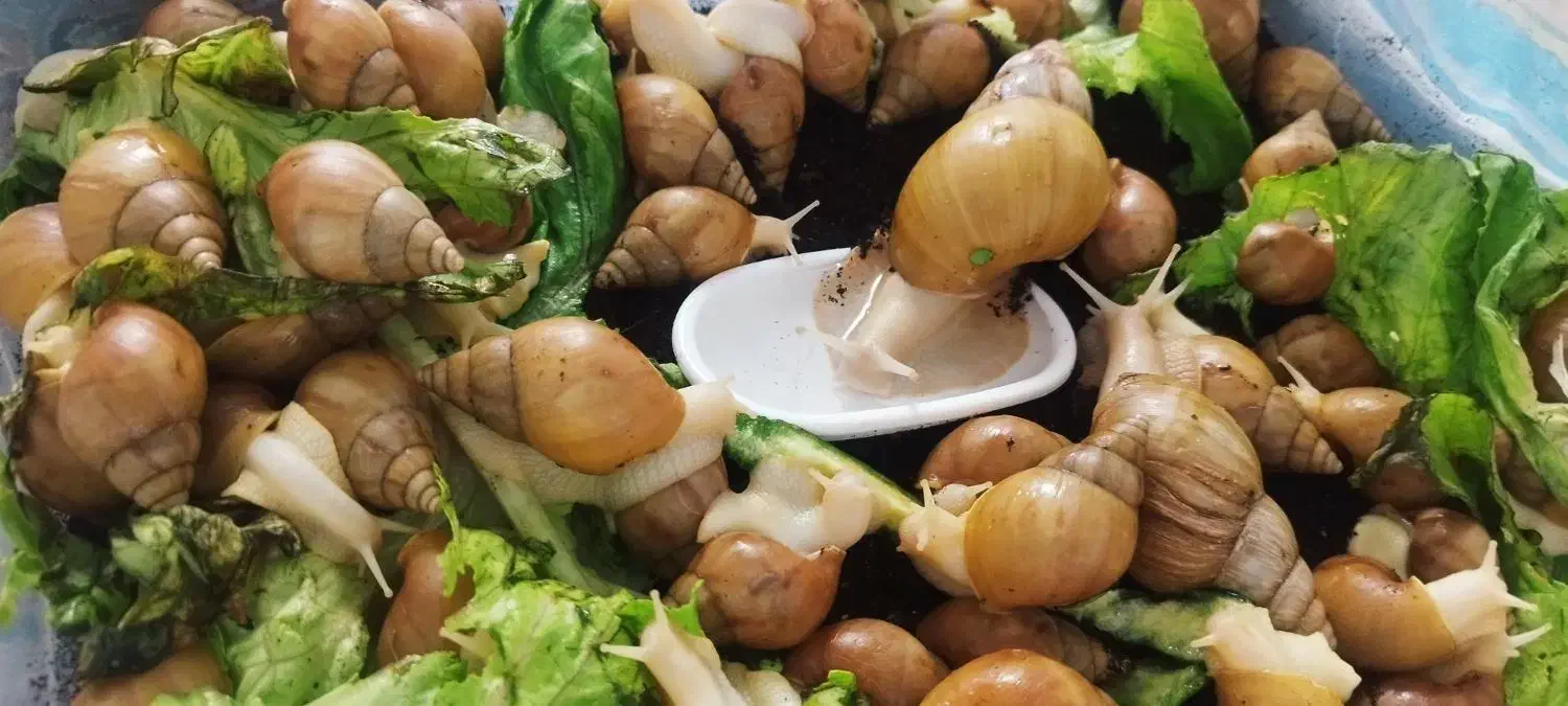 حلزون اچاتینا|خزنده|سیرجان, |دیوار