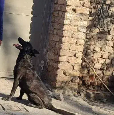 سگ نر مالینویر رنگ کمیاب|سگ|بم, |دیوار