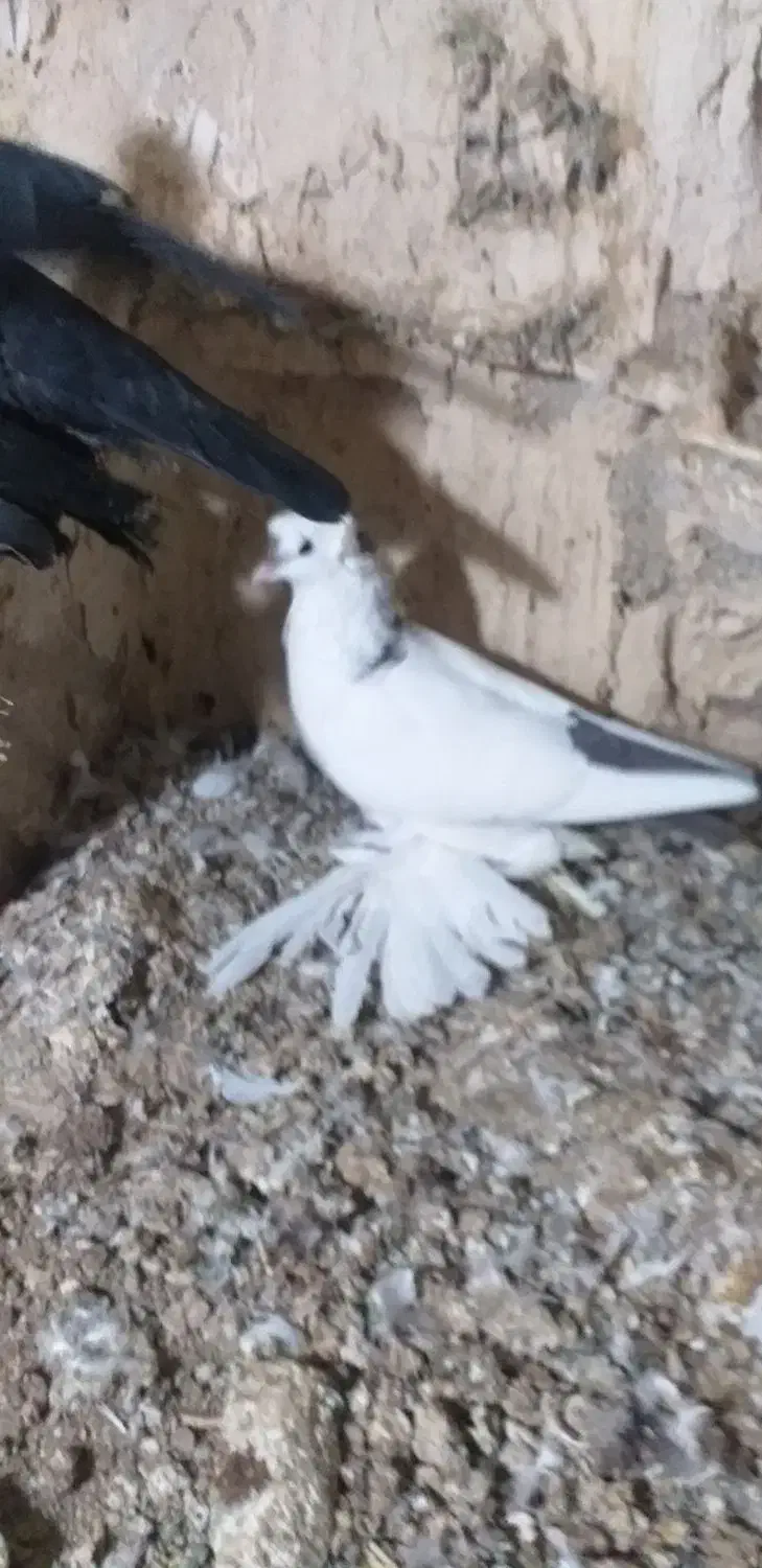 بوینی گولی پاپر فیلی مایا معاوضه با هروس|پرنده|خسروشاه, |دیوار