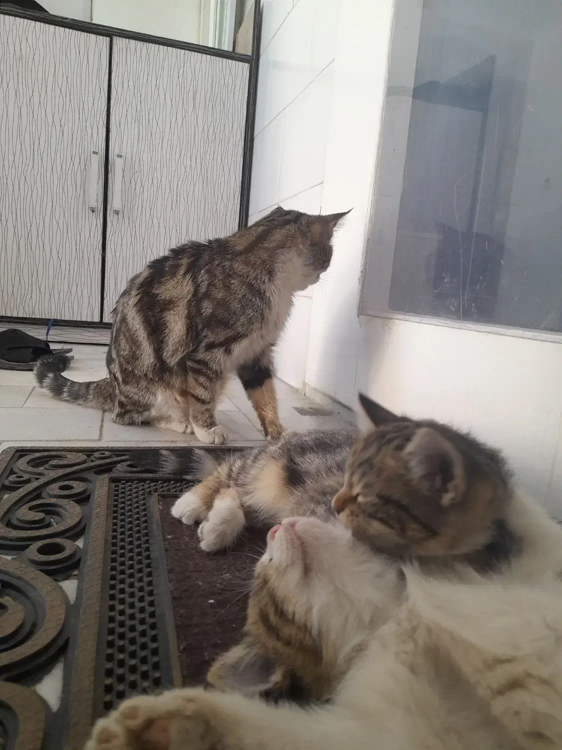 دو تا توله گربه با مادر|گربه|حمیدیا, |دیوار