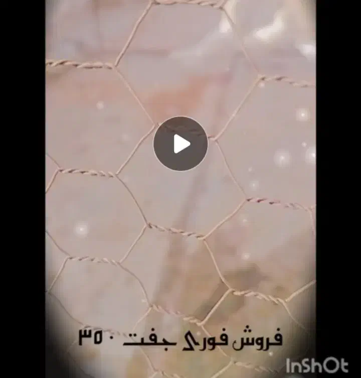 سوسکی دم سفید سرخ معاوضه با کفتر|پرنده|سده (خراسان جنوبی), |دیوار