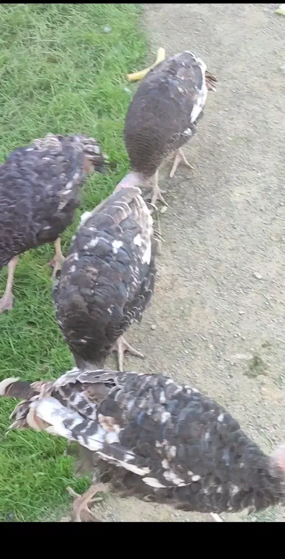 بوقلمون 5 ماهه|حیوانات مزرعه|سیمین شهر, |دیوار