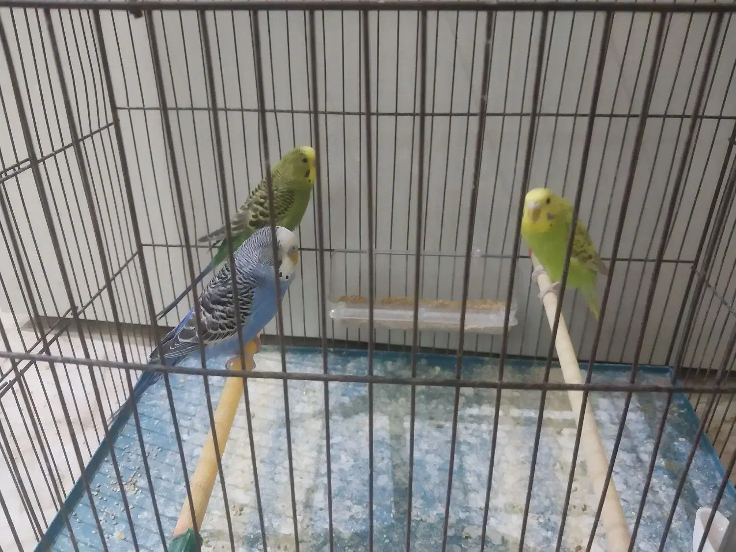 مرغ عشق|پرنده|شهر ری, ظهیرآباد|دیوار