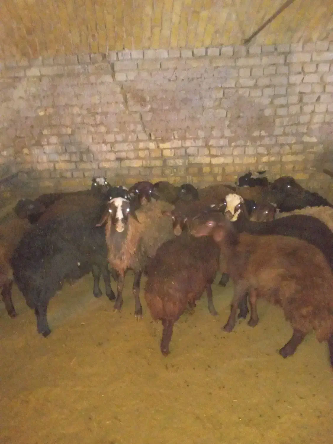 بره|حیوانات مزرعه|شازند, |دیوار