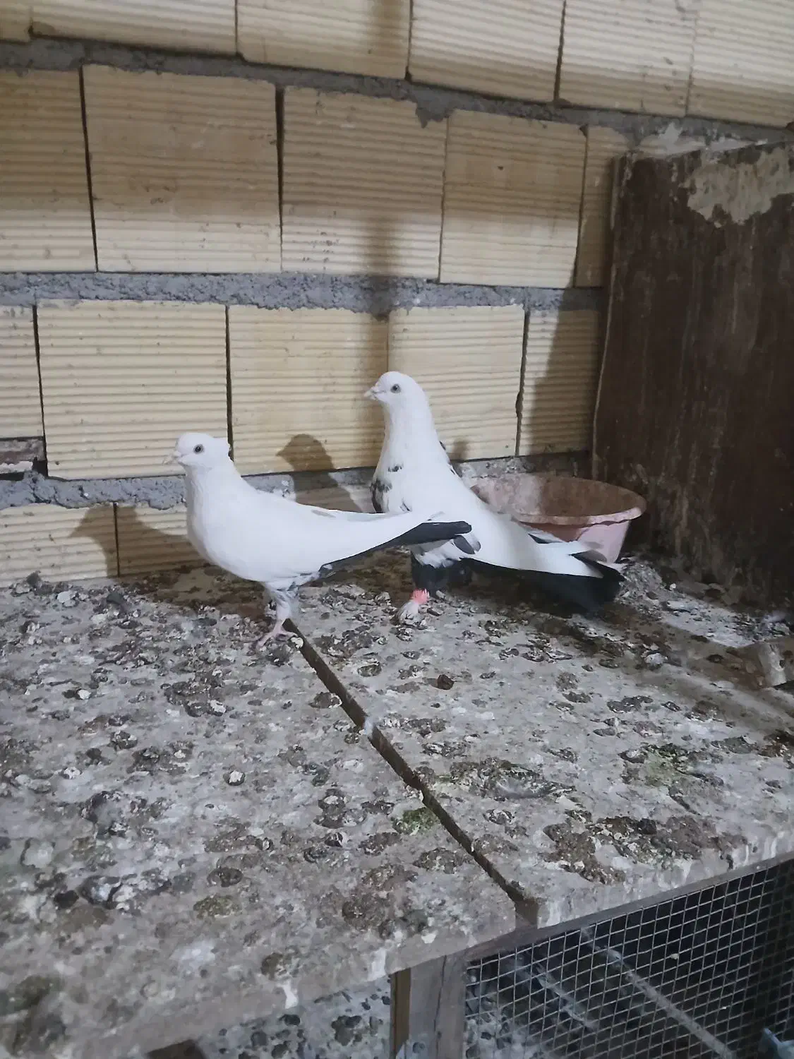 پنج جفت کفتر جفتگاه|پرنده|مشهد, قائم|دیوار