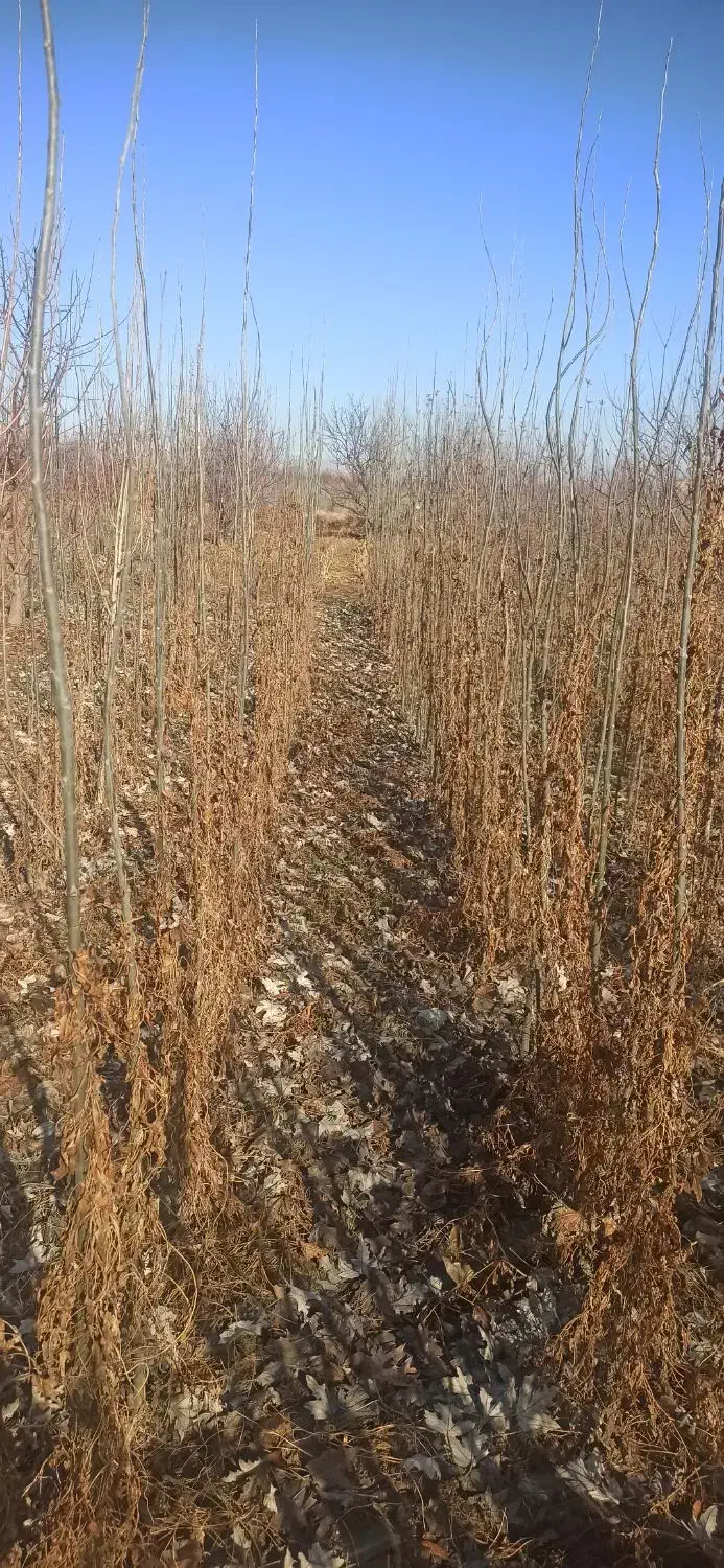 کبوده دوساله|گل و گیاه طبیعی|میاندوآب, |دیوار