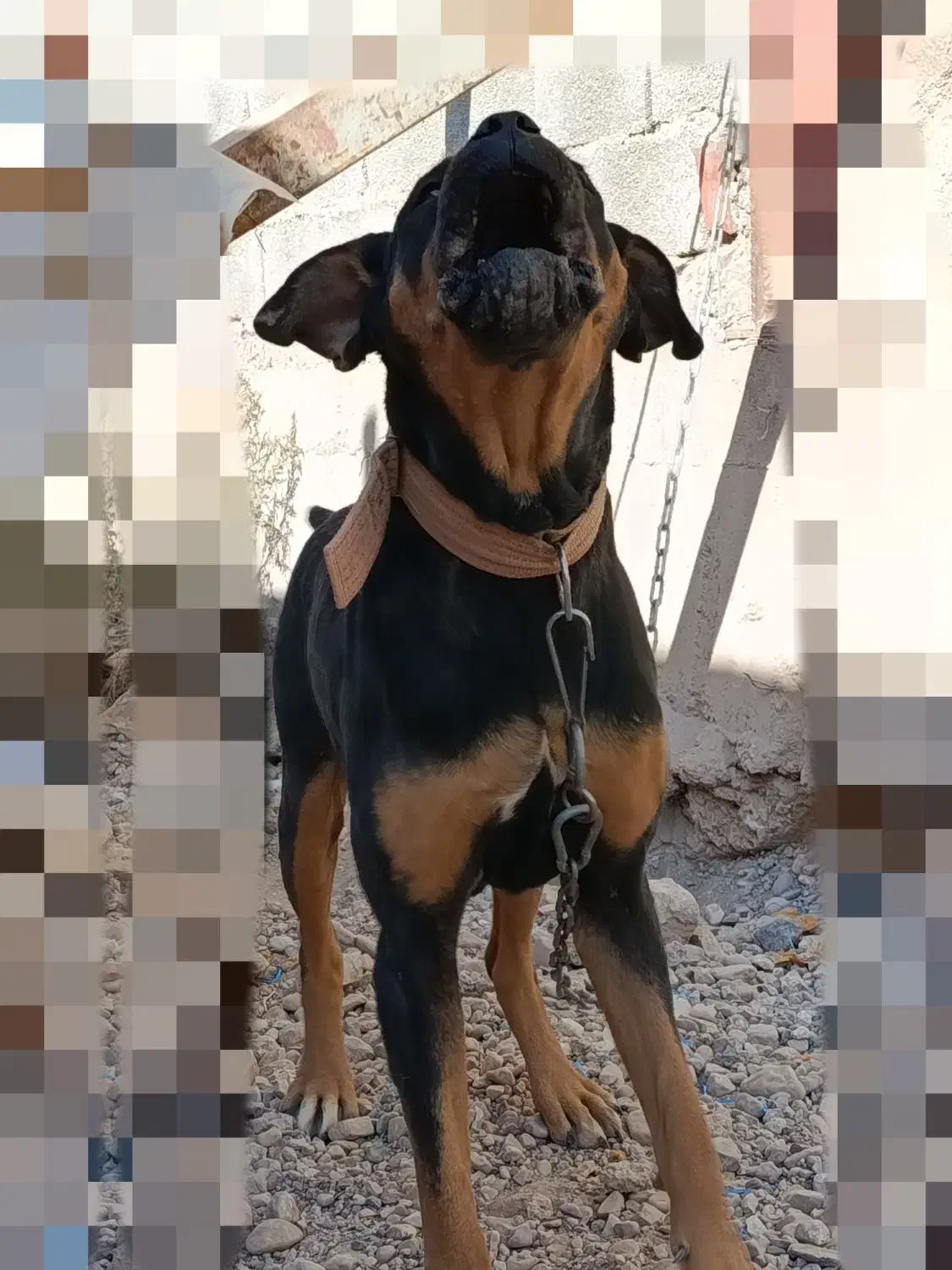 واگذاری سگ روتوایلر|سگ|کرمان, |دیوار