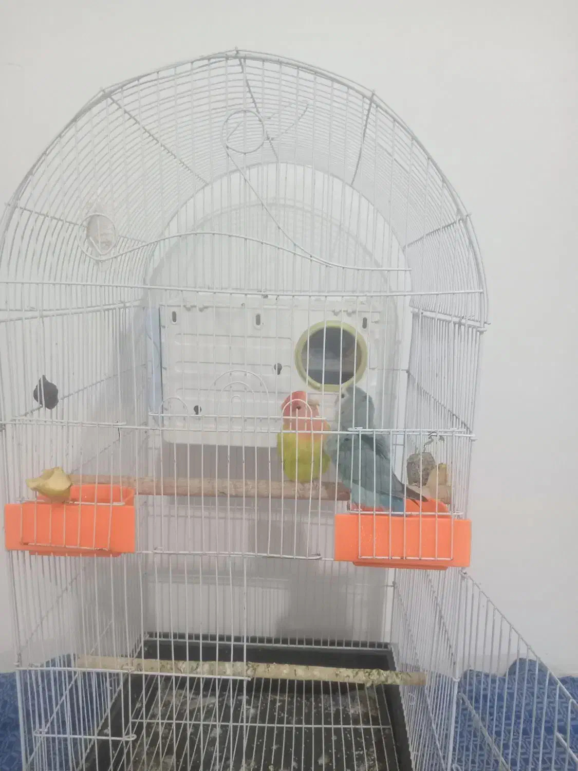 طوطی برزیلی نرو ماده|پرنده|نسیمشهر, |دیوار