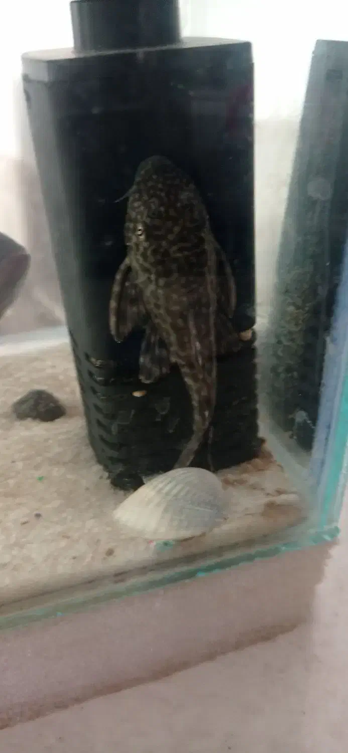 ماهی لجن خار|ماهی|سبزوار, رباط|دیوار