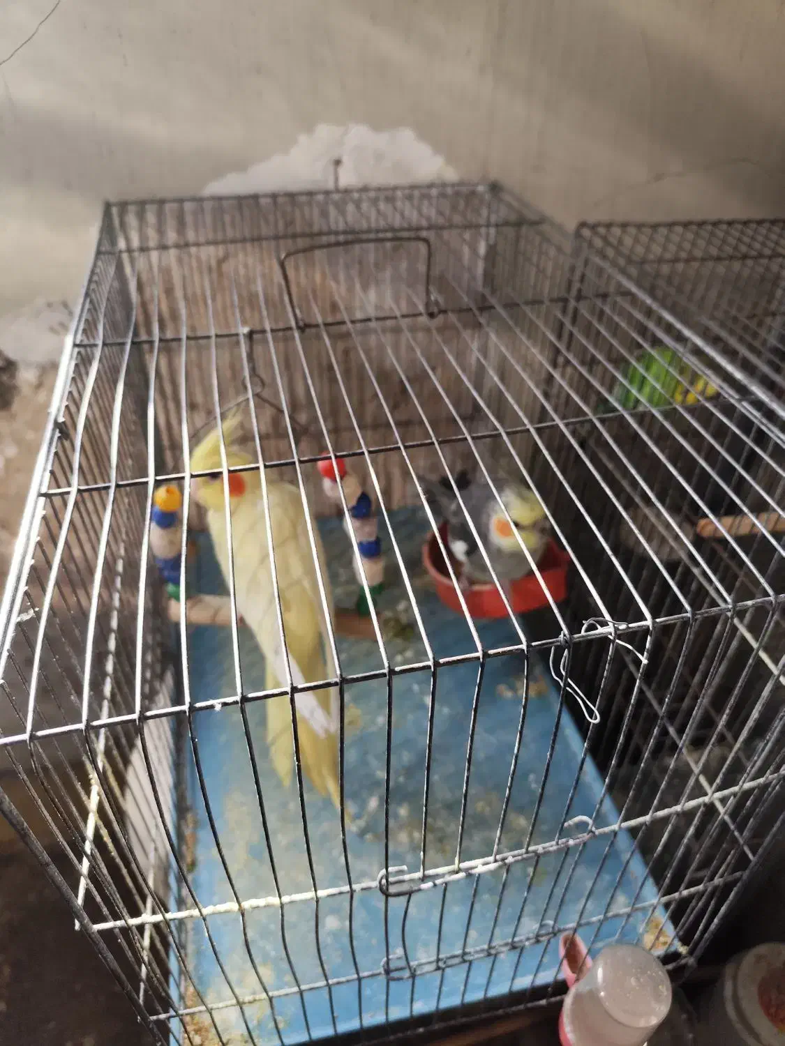 عروس هلندی|پرنده|مشکین‌دشت, |دیوار