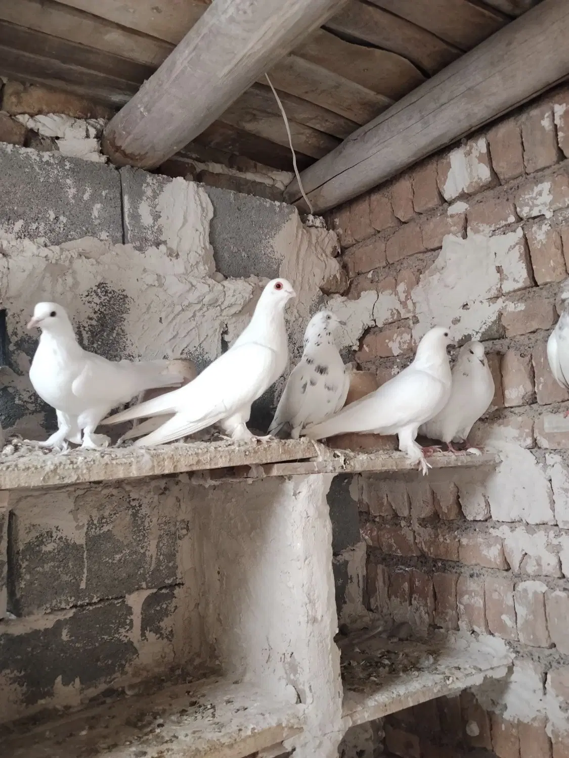 کبوتر|پرنده|صوفیان, |دیوار