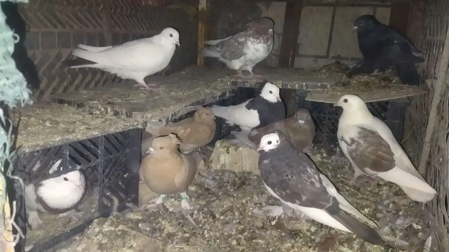 کبوتر|پرنده|ارسنجان, |دیوار