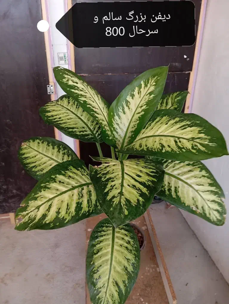 گیاه آپارتمانی دیفن و غیره|گل و گیاه طبیعی|وحدتیه, |دیوار