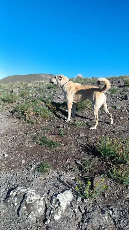 سگ سرابی|سگ|مهربان, |دیوار