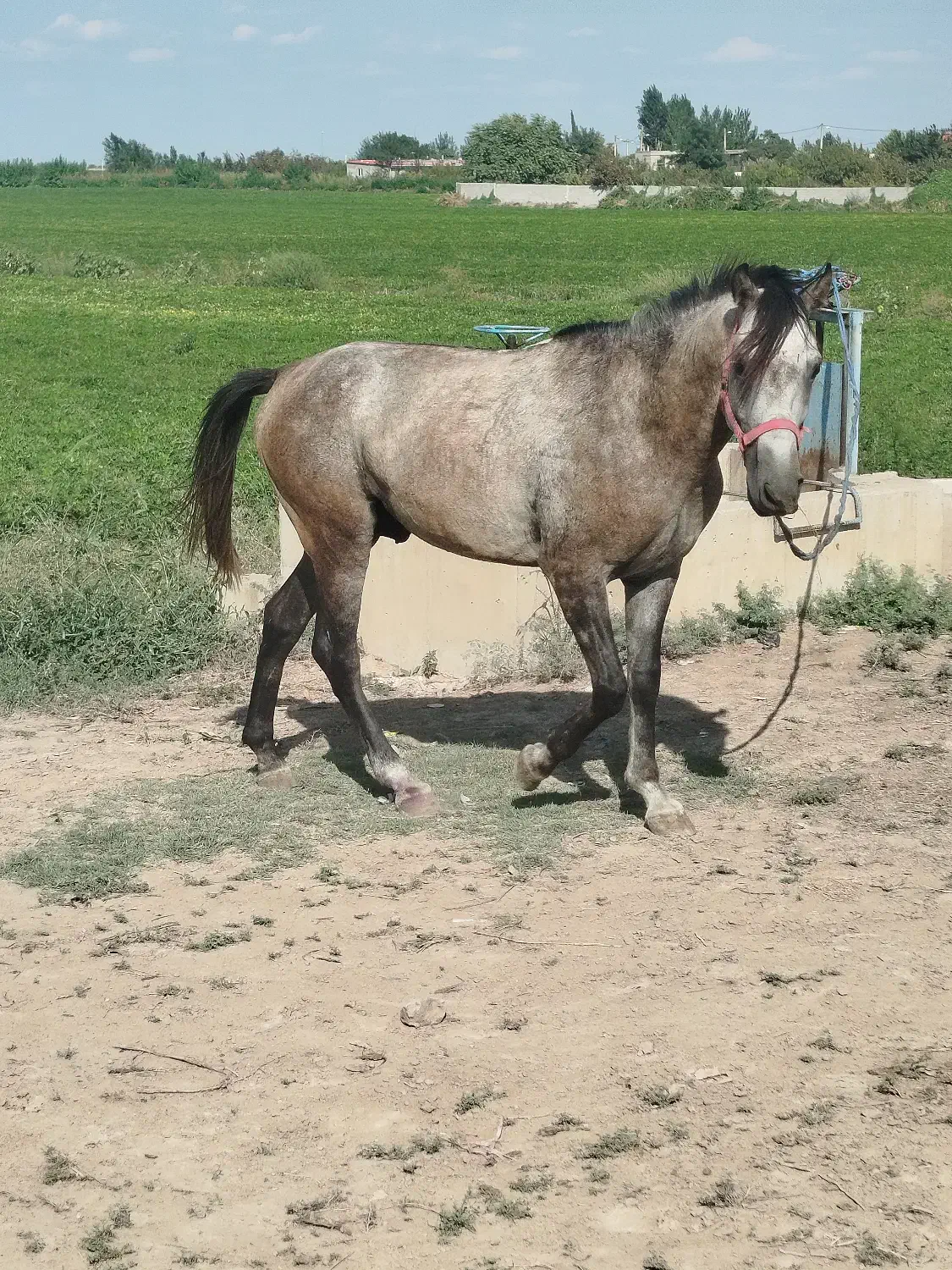 اسب|اسب و تجهیزات اسبسواری|پارسآباد, |دیوار