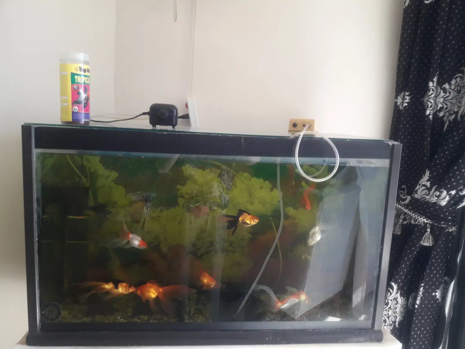 فروش آکواریوم وماهی پمپ اکسیژن وتزیینات داخلی|ماهی|فرخشهر, |دیوار