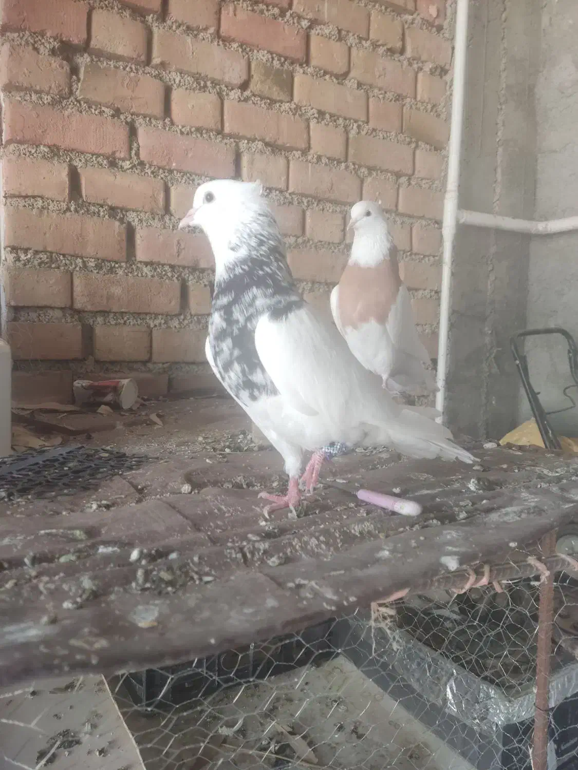 طوقی|پرنده|آبدانان, |دیوار