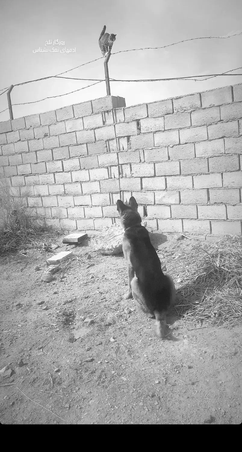 سگ نگهبان تربیت شده . ژرمن|سگ|خور (اصفهان), |دیوار