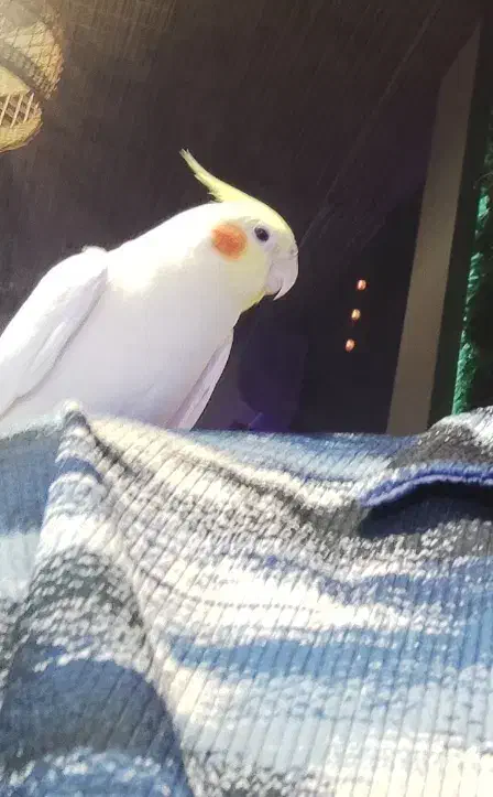 عروس هلندی گم شده|پرنده|آبپخش, |دیوار