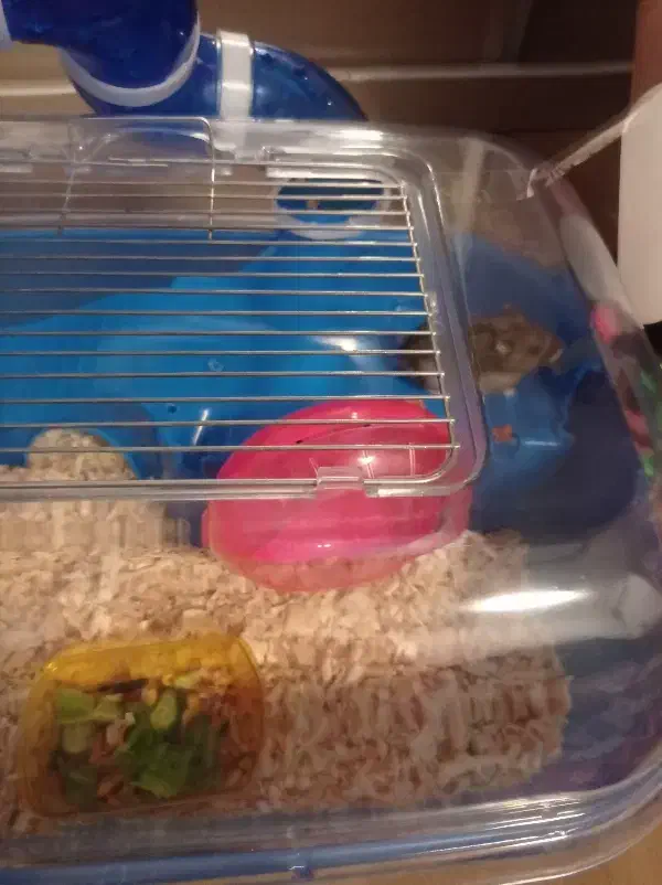 همستر خانگی|موش و خرگوش|تبریز, |دیوار