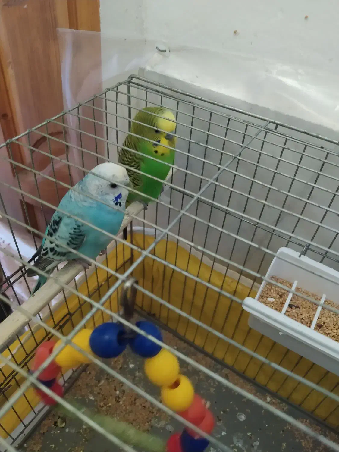 پرنده مرغ عشق|پرنده|قدس, شهر‌قدس|دیوار