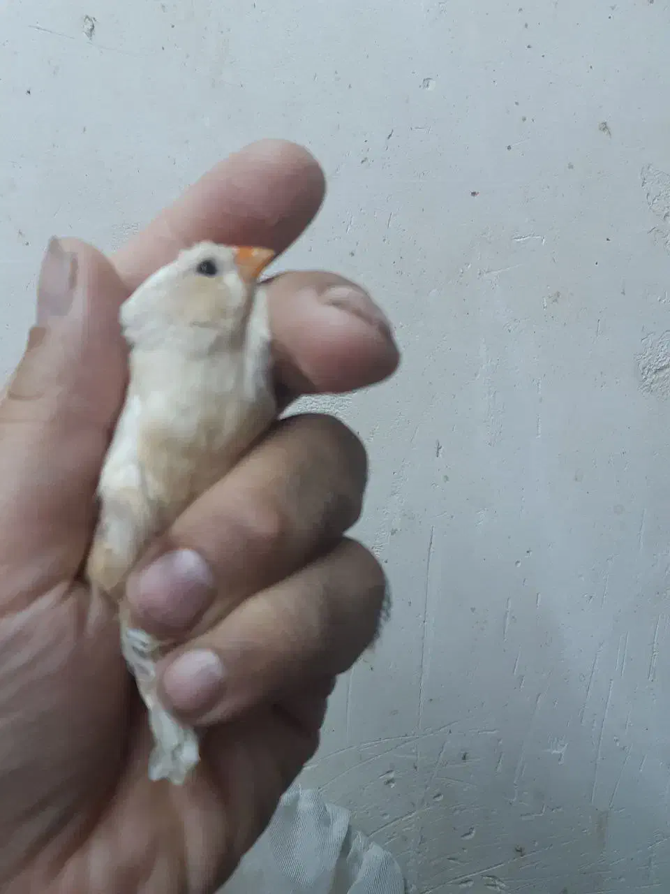 فنچ هاف اورنج اروپایی|پرنده|قم, زنبیل آباد|دیوار