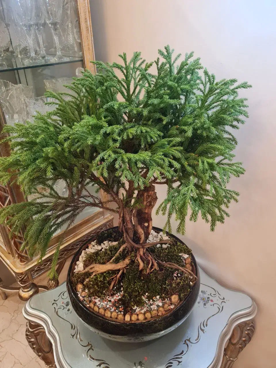 گل وگلدان بن سای سرو ژاپنی وارداتی|گل و گیاه طبیعی|تهران, نارمک|دیوار